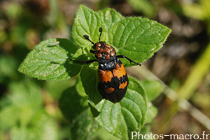 Nicrophorus vespilloides